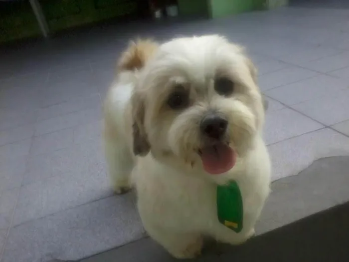 Cachorro ra a Lhasa Apso idade 7 a 11 meses nome Simba