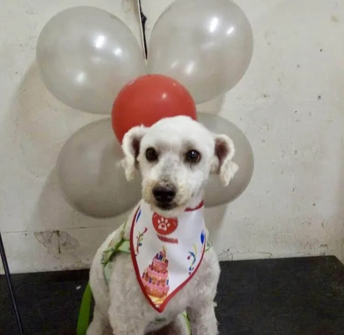 Cachorro ra a Poodle idade 7 a 11 meses nome Bruce