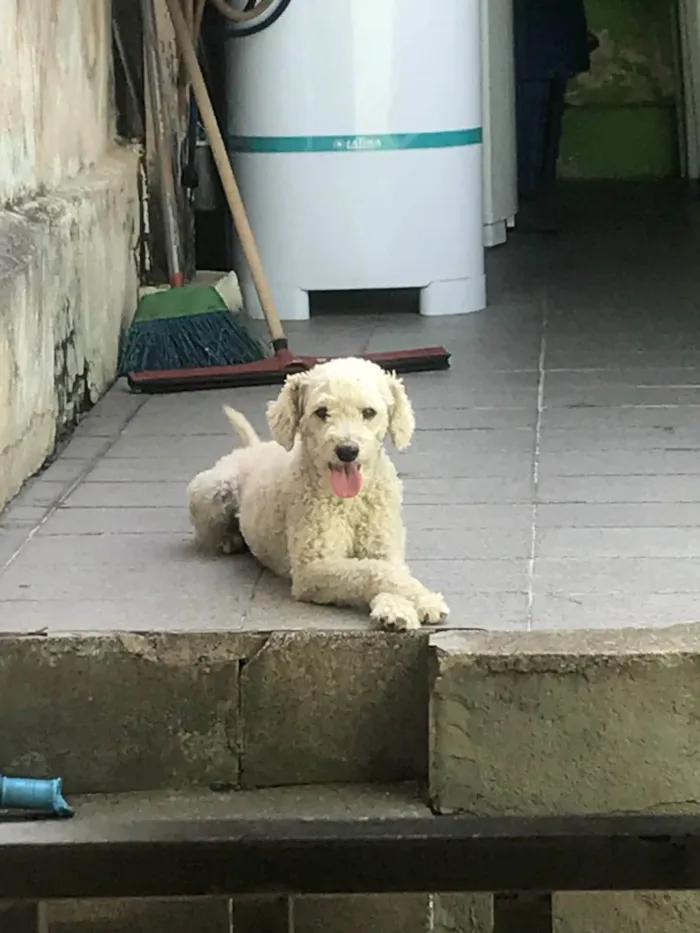 Cachorro ra a Poodle idade 7 a 11 meses nome Bruce
