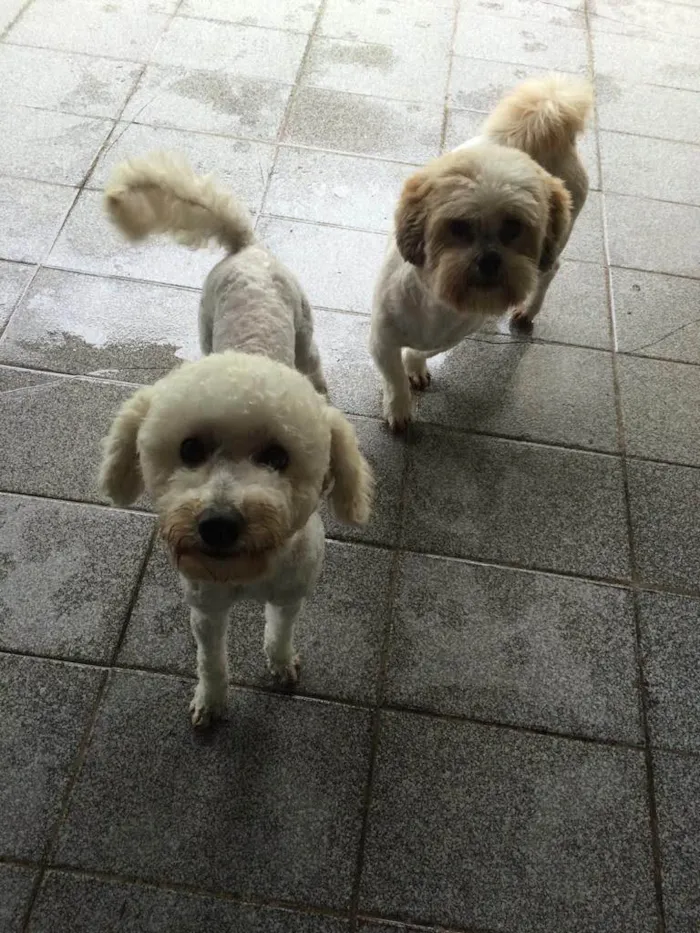 Cachorro ra a Poodle idade 7 a 11 meses nome Bruce