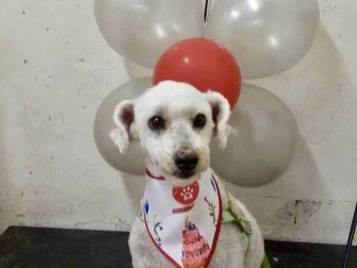 Cachorro ra a Poodle idade 7 a 11 meses nome Bruce