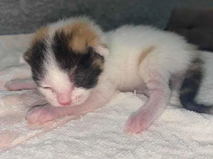 Gato ra a Srd idade Abaixo de 2 meses nome Sem nomes