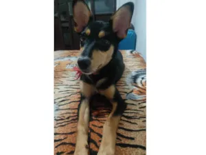 Cachorro raça SRD-ViraLata idade 2 a 6 meses nome Chewie