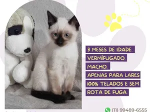 Gato raça SRD-ViraLata idade 2 a 6 meses nome Kenzo