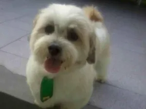 Cachorro raça Lhasa Apso idade 7 a 11 meses nome Simba