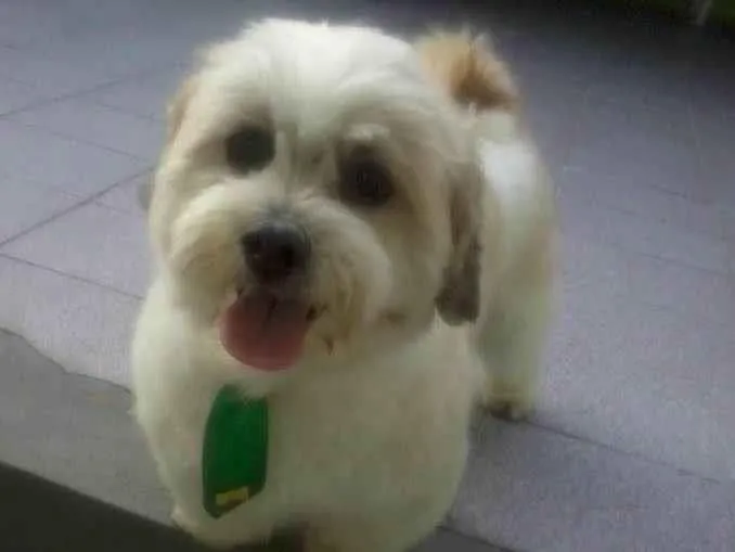 Cachorro ra a Lhasa Apso idade 7 a 11 meses nome Simba