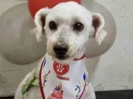 Cachorro ra a Poodle idade 7 a 11 meses nome Bruce