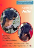 Cachorro raça SRD idade 2 a 6 meses nome Julie 
