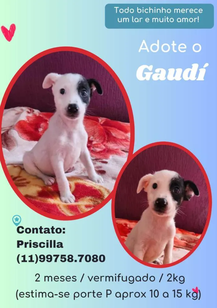 Cachorro raça SRD idade 2 a 6 meses nome Gaudí 