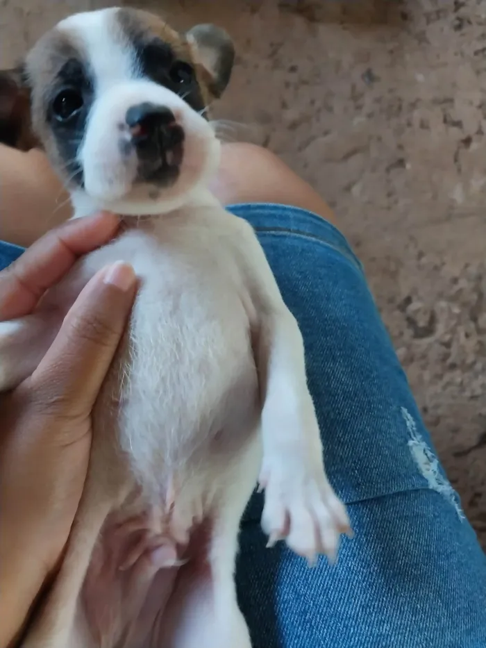 Cachorro ra a SRD-ViraLata idade Abaixo de 2 meses nome Filhotes 