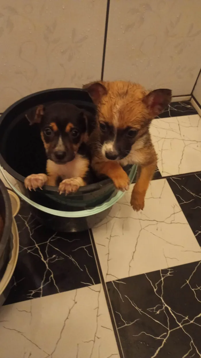 Cachorro raça Viralatas idade 2 a 6 meses nome Sem nomes 