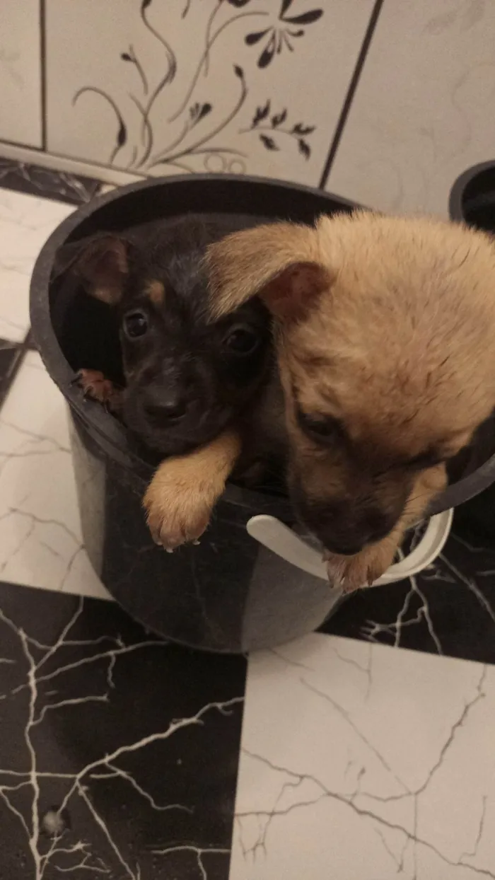 Cachorro raça Viralatas idade 2 a 6 meses nome Sem nomes 