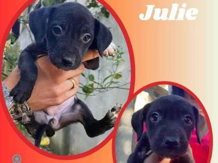Cachorro raça SRD idade 2 a 6 meses nome Julie 