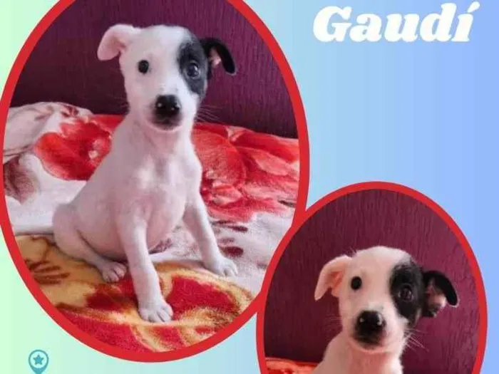 Cachorro raça SRD idade 2 a 6 meses nome Gaudí 
