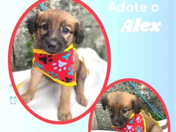 Cachorro raça SRD idade 2 a 6 meses nome Alex