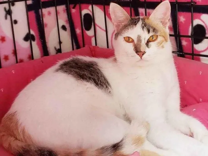 Gato ra a Srd  idade 3 anos nome Madhu