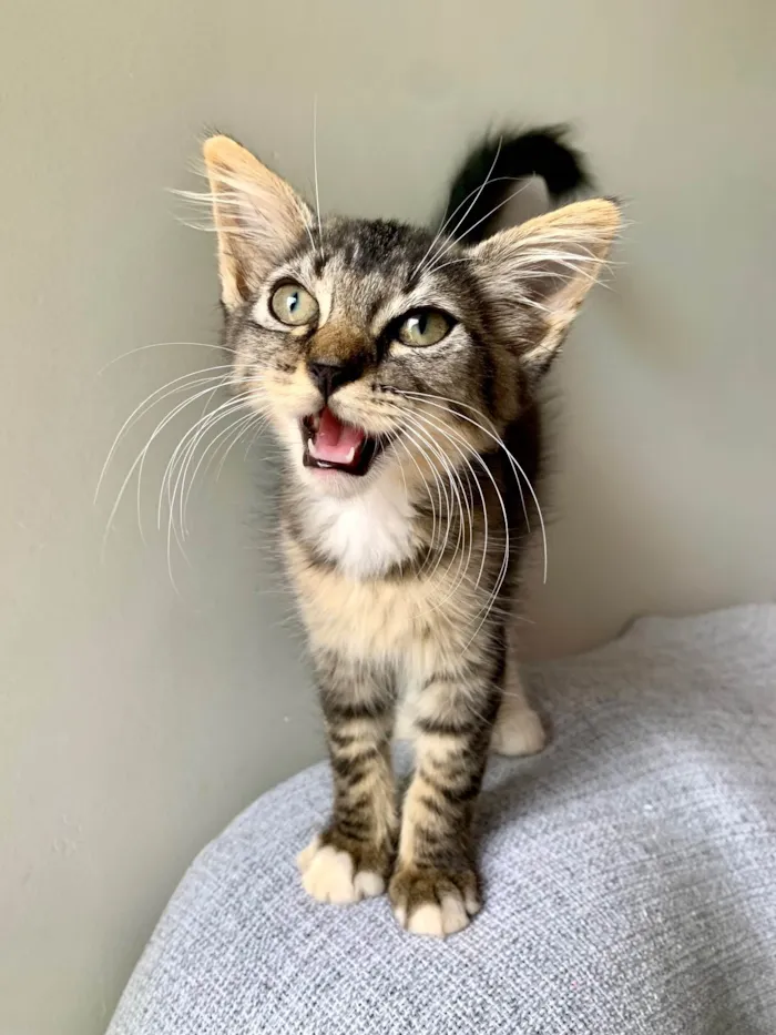 Gato ra a SRD-ViraLata idade Abaixo de 2 meses nome Filó