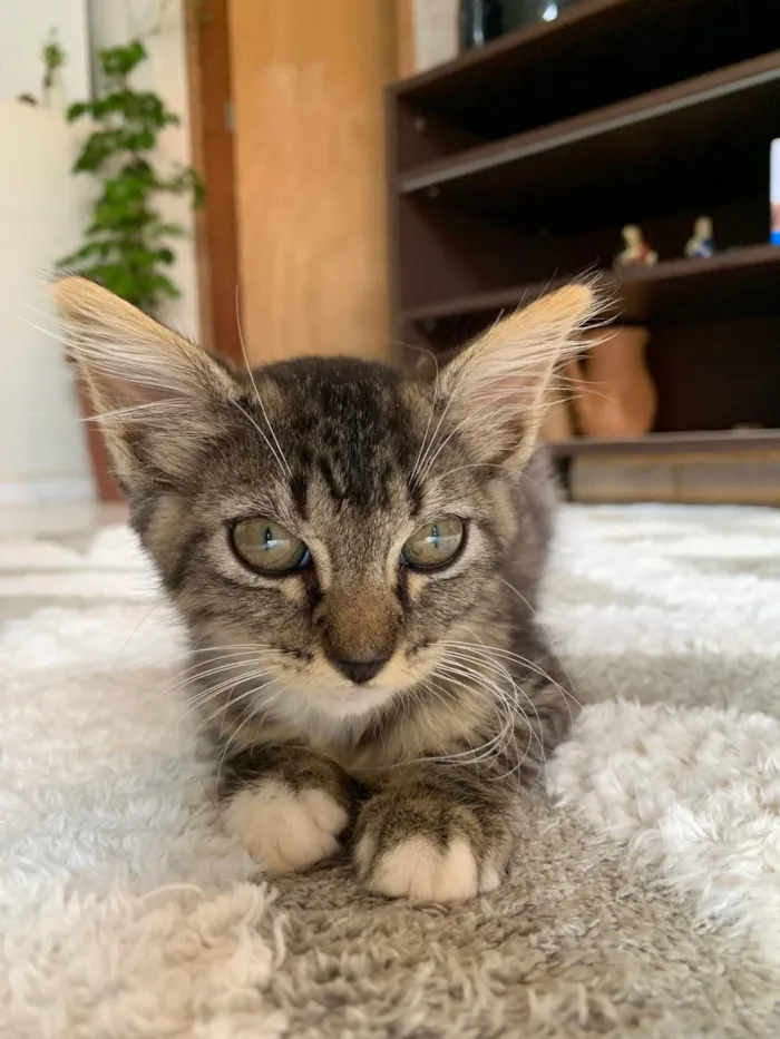 Gato ra a SRD-ViraLata idade Abaixo de 2 meses nome Filó