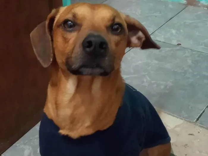 Cachorro ra a Vira lata  idade 4 anos nome Quiron