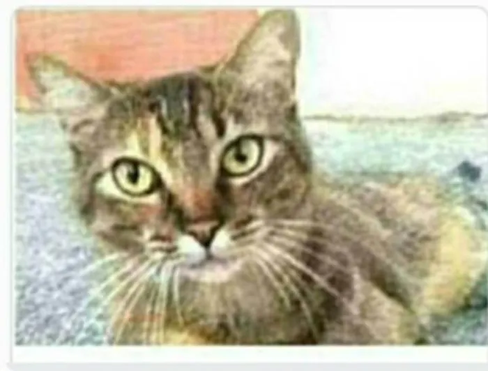 Gato ra a srd tigradinha  idade 2 anos nome JULLY