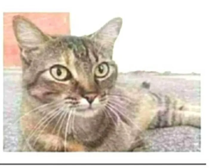 Gato ra a srd tigradinha  idade 2 anos nome JULLY