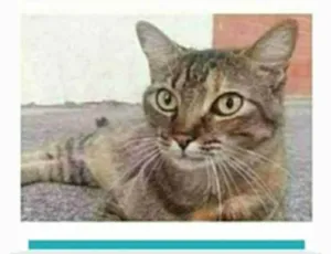 Gato raça srd tigradinha  idade 2 anos nome JULLY