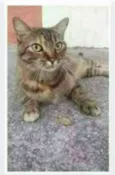 JULLY