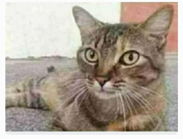 Gato ra a srd tigradinha  idade 2 anos nome JULLY