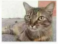 JULLY