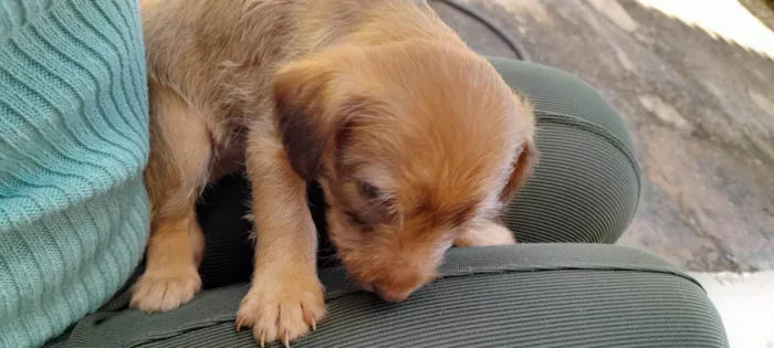 Cachorro ra a Sem raça  idade 2 a 6 meses nome Não tem nome são filhotes 