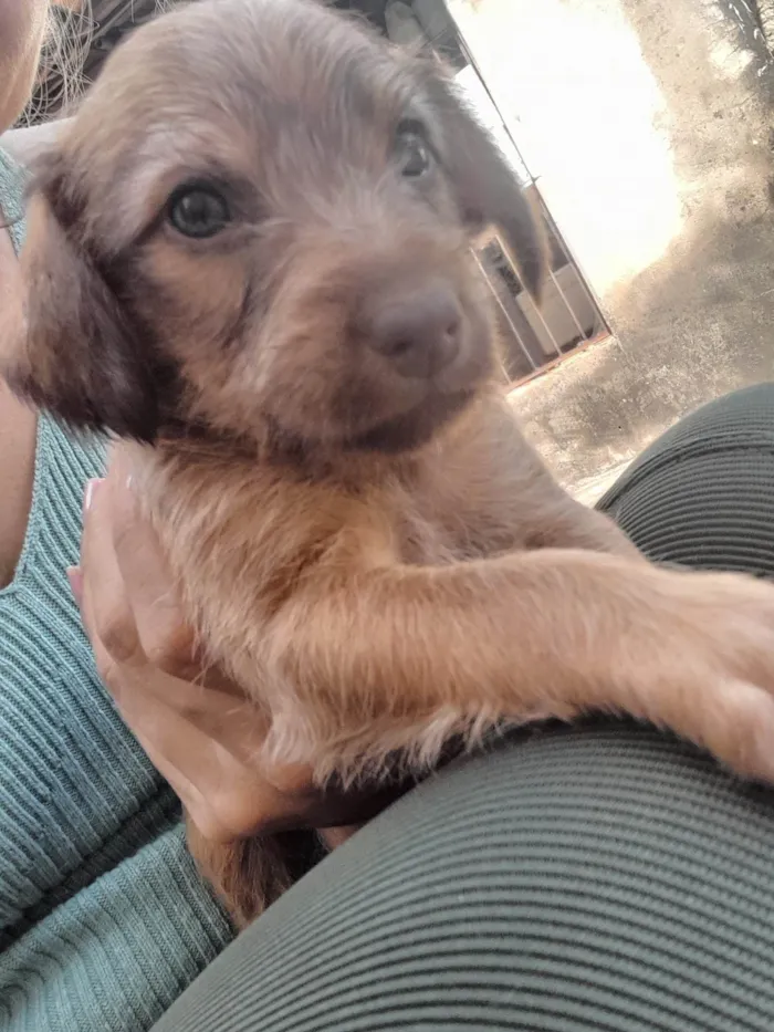 Cachorro ra a Sem raça  idade 2 a 6 meses nome Não tem nome são filhotes 