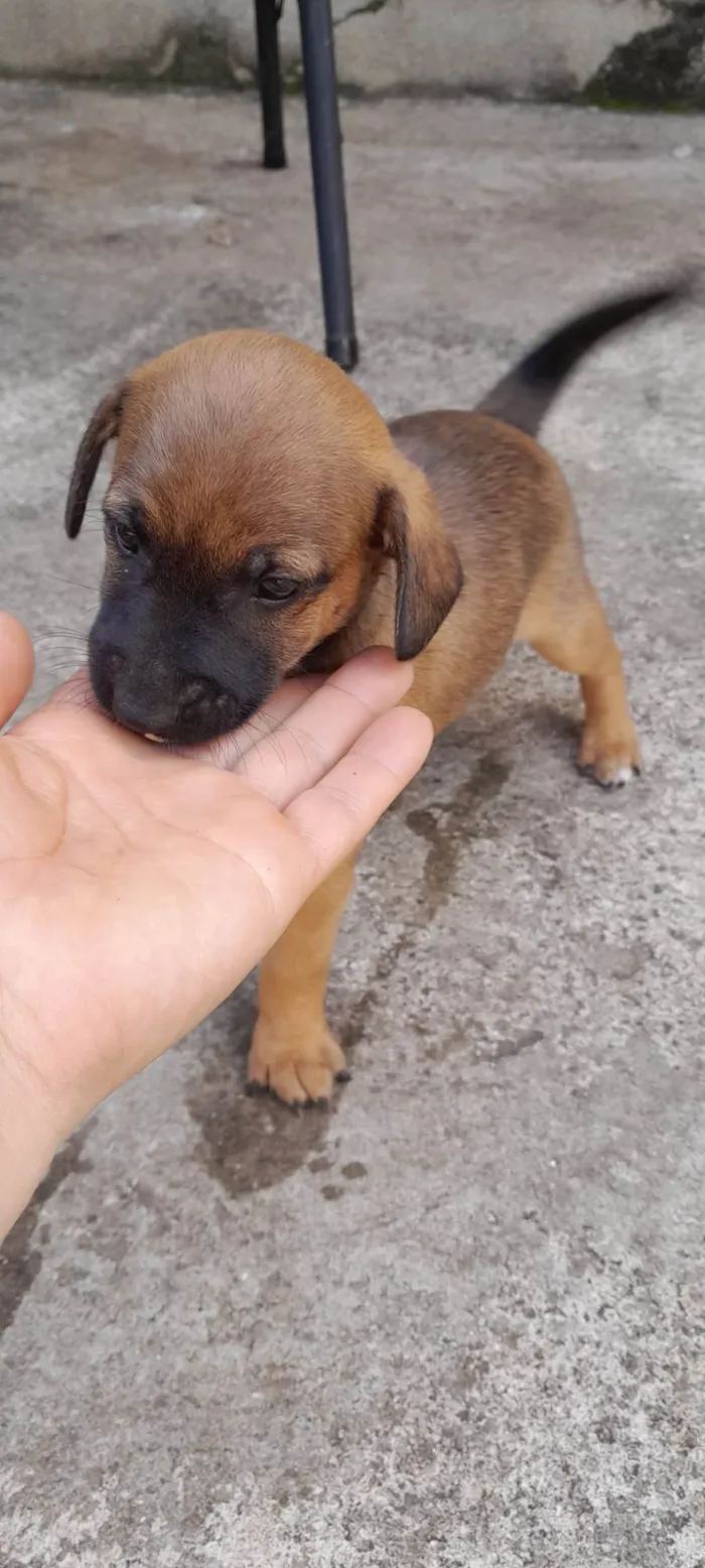 Cachorro ra a Sem raça  idade 2 a 6 meses nome Não tem nome são filhotes 