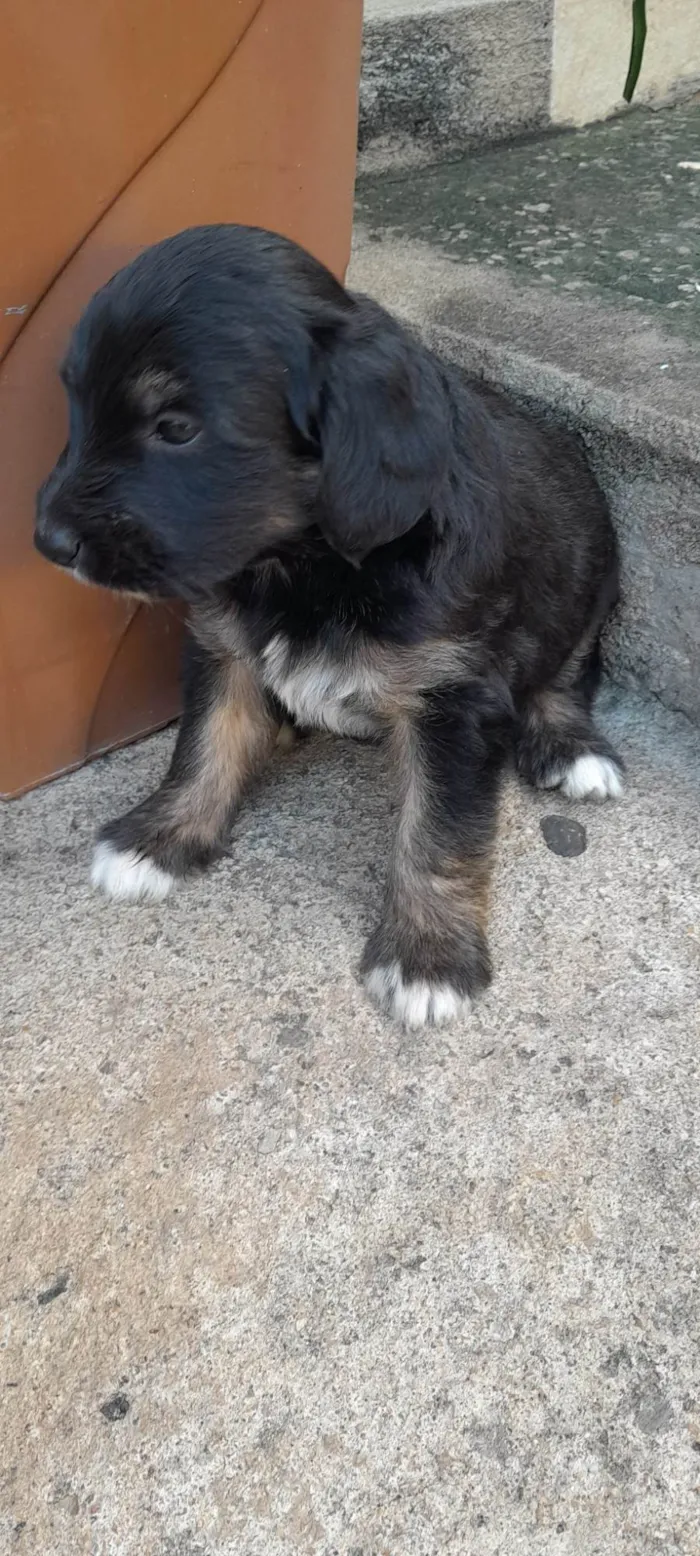 Cachorro ra a Sem raça  idade 2 a 6 meses nome Não tem nome são filhotes 