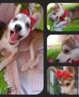 Cloe