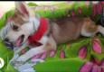 Cloe