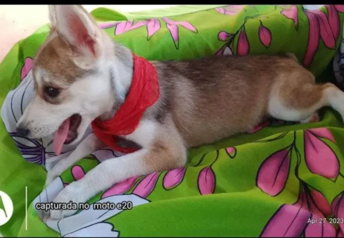 Cachorro raça Husky Siberiano idade 2 a 6 meses nome Cloe