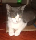 MEL