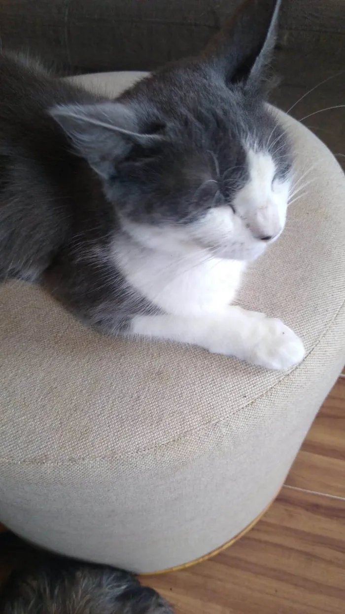 Gato ra a SRD-ViraLata idade 1 ano nome MEL