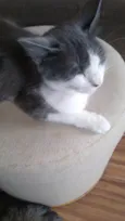 MEL
