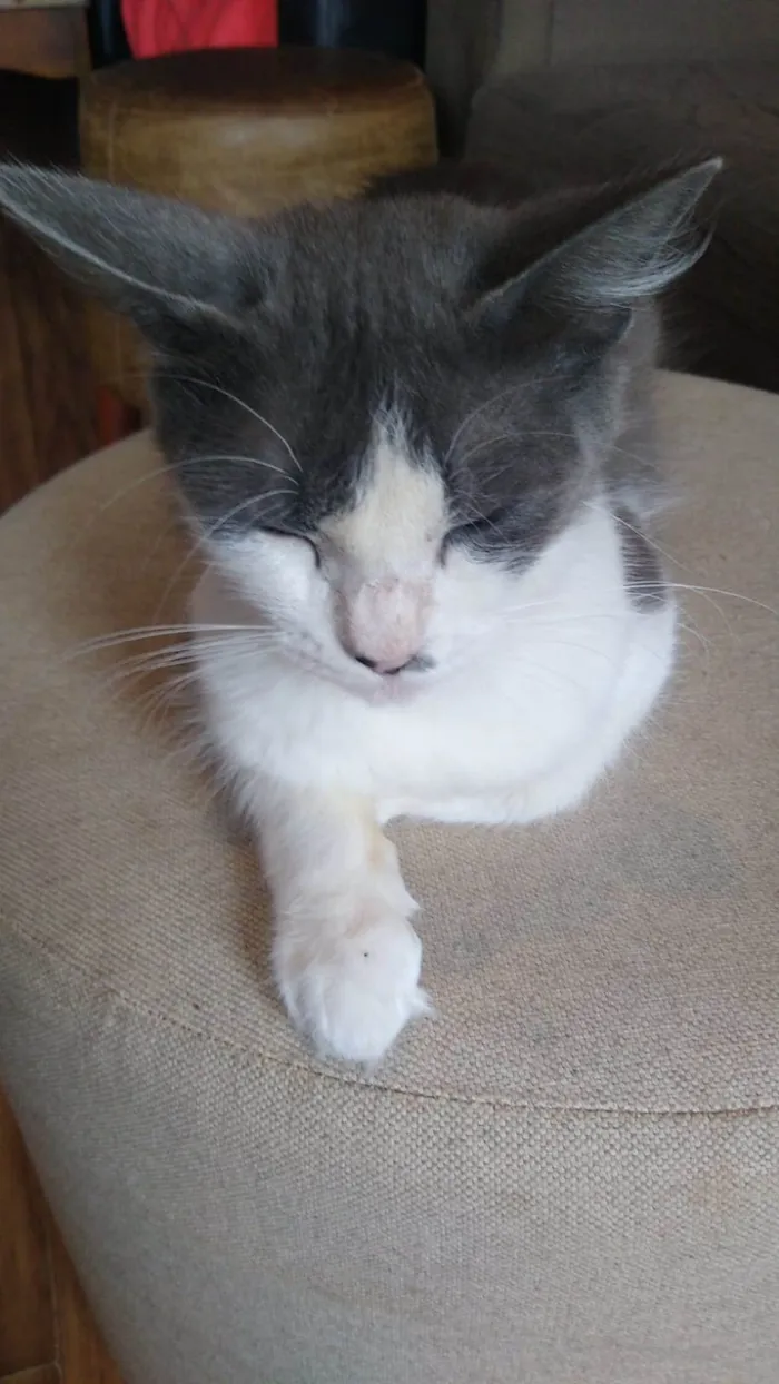 Gato ra a SRD-ViraLata idade 1 ano nome MEL