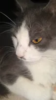 MEL