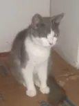 MEL