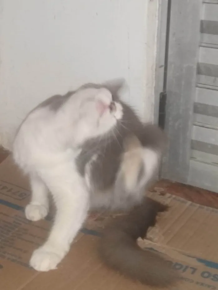 Gato ra a SRD-ViraLata idade 1 ano nome MEL