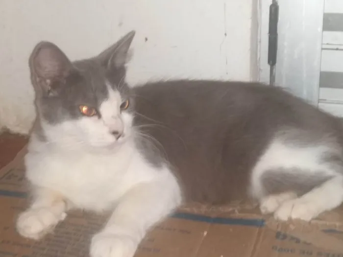 Gato ra a SRD-ViraLata idade 1 ano nome MEL