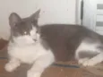 MEL
