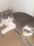 MEL