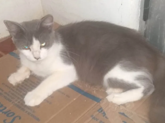 Gato ra a SRD-ViraLata idade 1 ano nome MEL