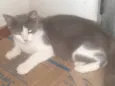 MEL