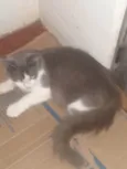 MEL