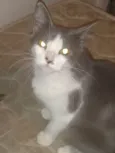 MEL